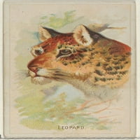 Leopard, iz divljih životinja World Series za tisak plakata za cigarete Allen & Ginter