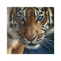Plavooki lijepi divlji tigar Izbliza detaljne portretne slike Galerija - omotano platno, zidna umjetnost, 36,36