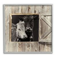 Dodirujući krave s farme u MCH-u, bockajući nos na vratima staje fotografija u sivom okviru, zidni tisak, dizajn