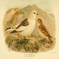 Ptice s Britanskih otoka, strnadica, snježni plakat Johna G. Keulemansa