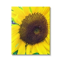 Stupell Industries izbliza žuti suncokretovi cvjetovi botanička priroda Galerija za fotografiranje zamotana platna
