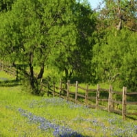 Divlje cvijeće uz autocestu između Llano i Buchanan Dam, Texas Hill Country Poster Tisak Sylvia Gulin